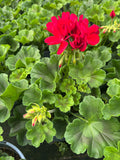 *DEAL OF THE WEEK* 5 X 2L GERANIUM