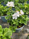 *DEAL OF THE WEEK* 5 X 2L GERANIUM