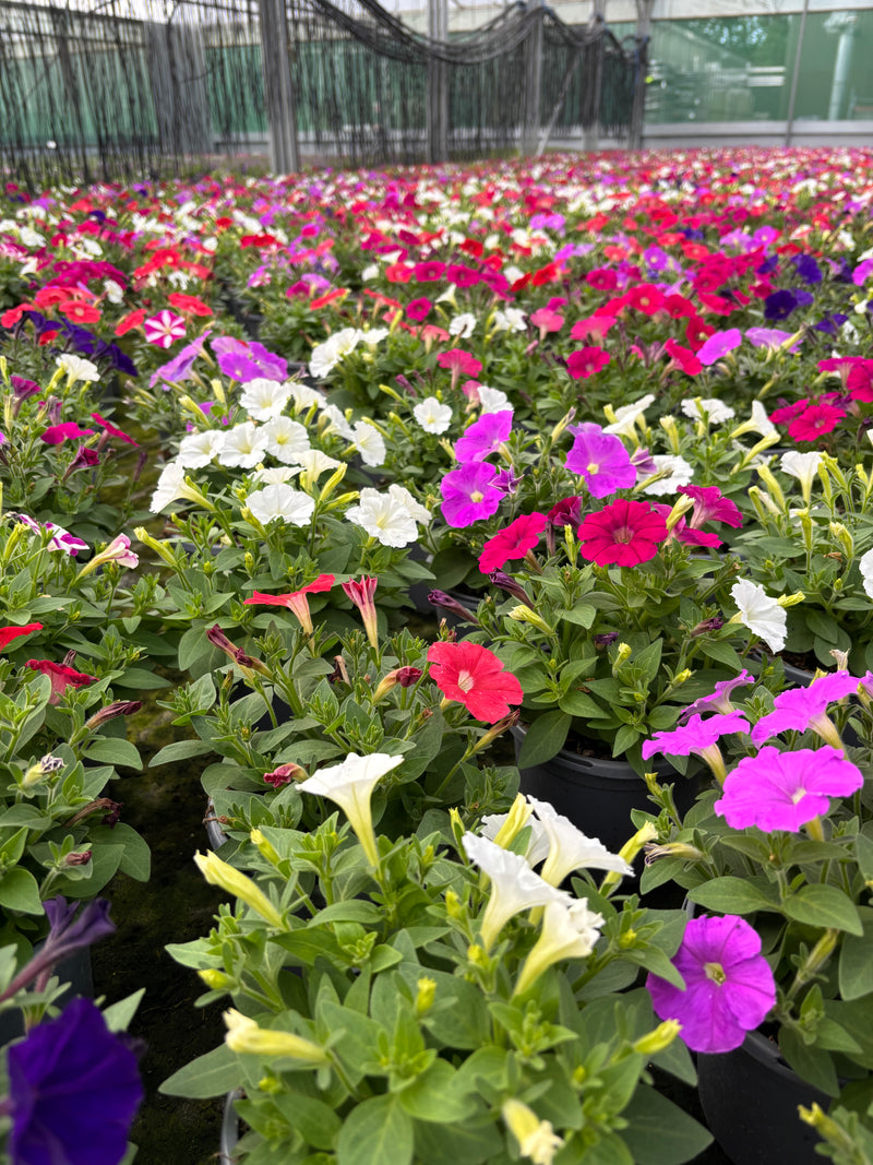 *Deal* Tray of 8 x 1L Petunia