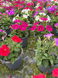 *Deal* Tray of 8 x 1L Petunia