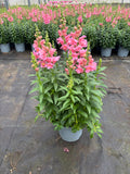 4 x Large landscape Antirrinhum SnapDragon 2L (woodlark delivery only)