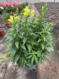 4 x Large landscape Antirrinhum SnapDragon 2L (woodlark delivery only)