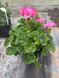 2 X Extra Large Geranium Pot * LOCAL DELIVERY ONLY *