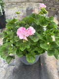 2 X Extra Large Geranium Pot * LOCAL DELIVERY ONLY *
