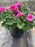 2 X Extra Large Geranium Pot * LOCAL DELIVERY ONLY *