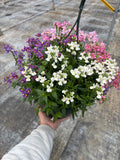 *NOW 2 FOR £20* 2 X Mixed Nemesia Hanging Pots