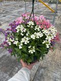 *NOW 2 FOR £20* 2 X Mixed Nemesia Hanging Pots