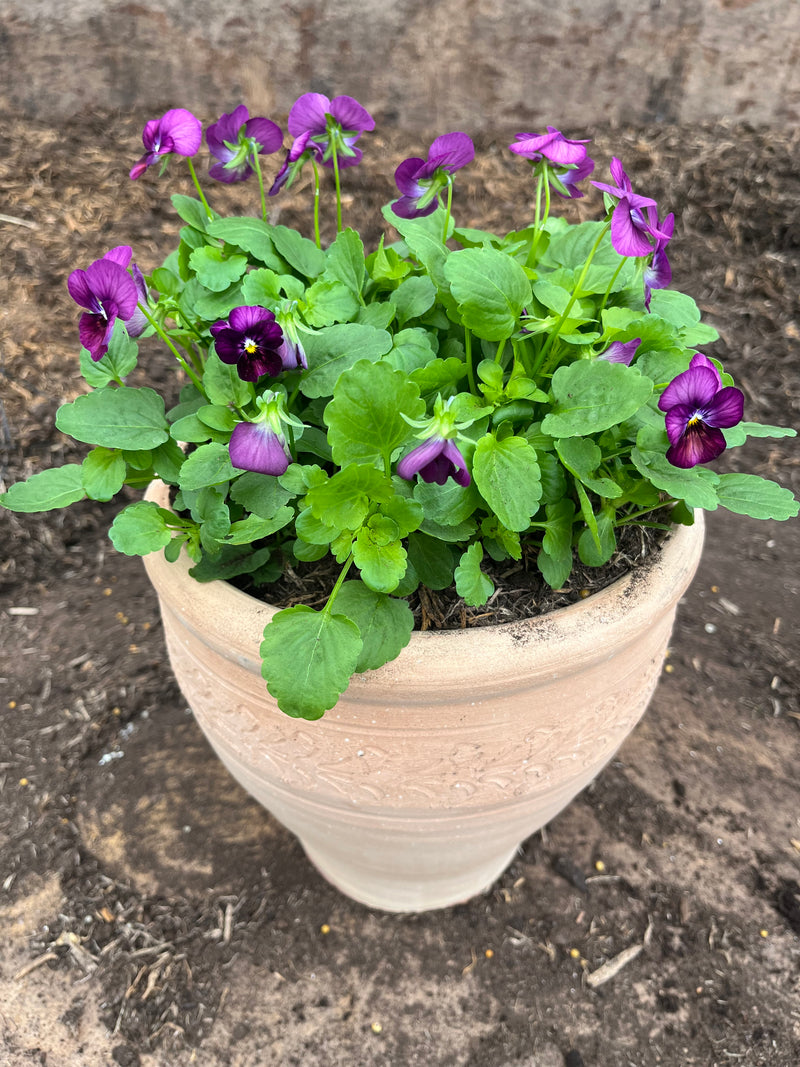 *Deal of The Week* Terracotta pot with Viola* Woodlarks delivery Only*