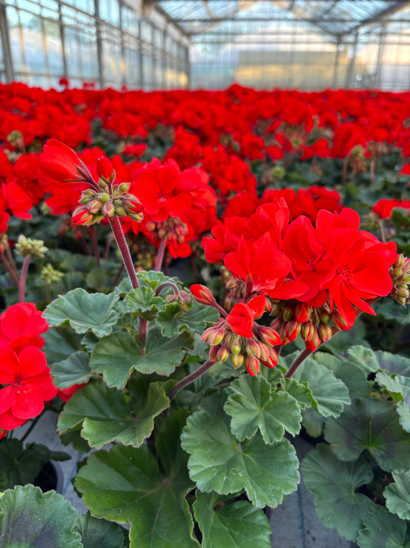 *DEAL OF THE WEEK*  Fully grown and flowering Geraniums