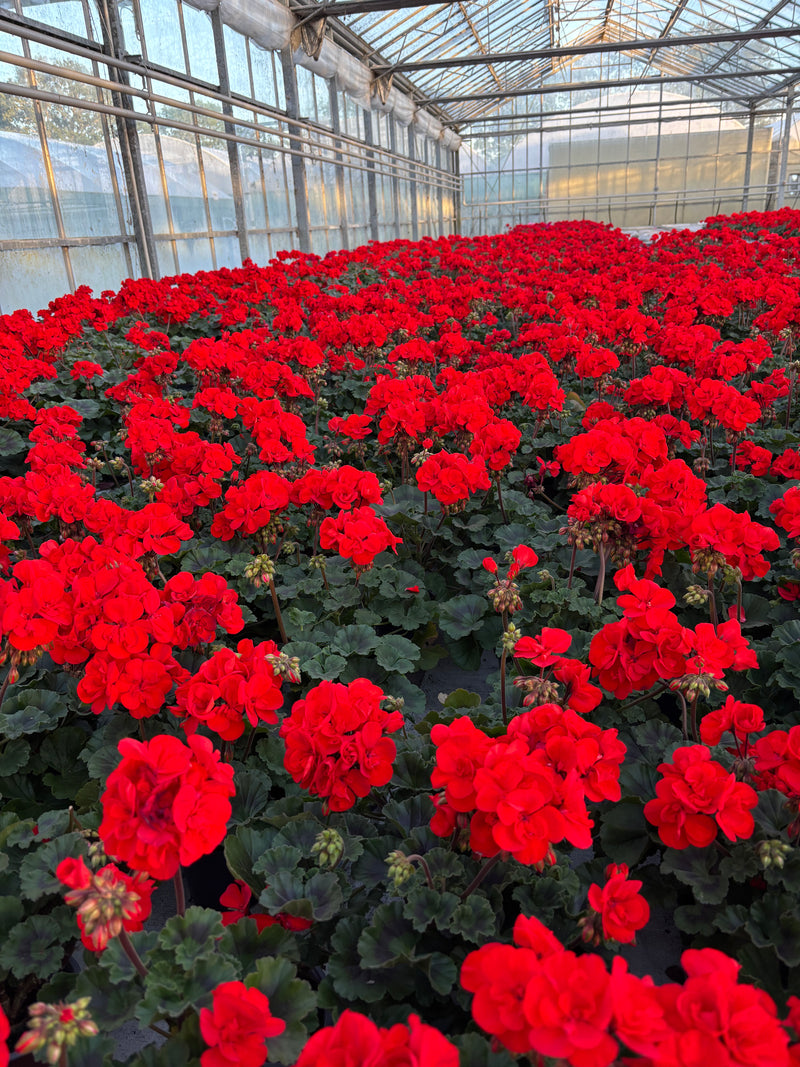 *DEAL OF THE WEEK*  Fully grown and flowering Geraniums
