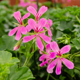 10.5cm Trailing Geranium (Spring, Summer)