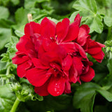 10.5cm Trailing Geranium (Spring, Summer)
