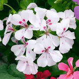 10.5cm Trailing Geranium (Spring, Summer)