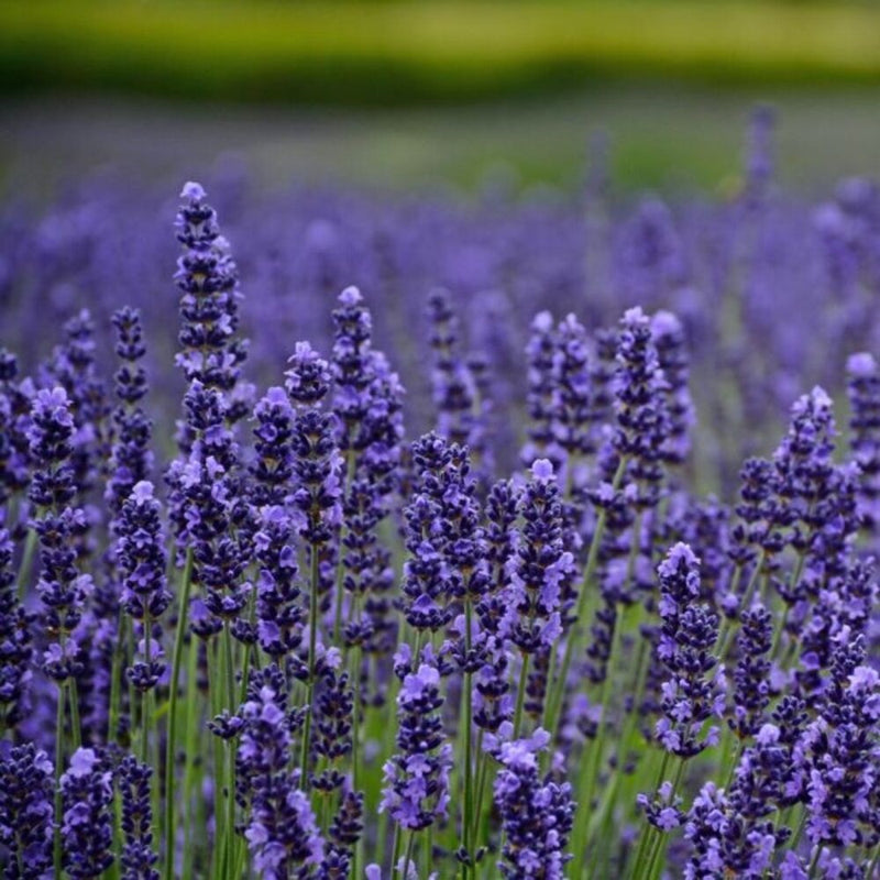 English Lavender (Foliage, Perennial, Summer, Autumn)