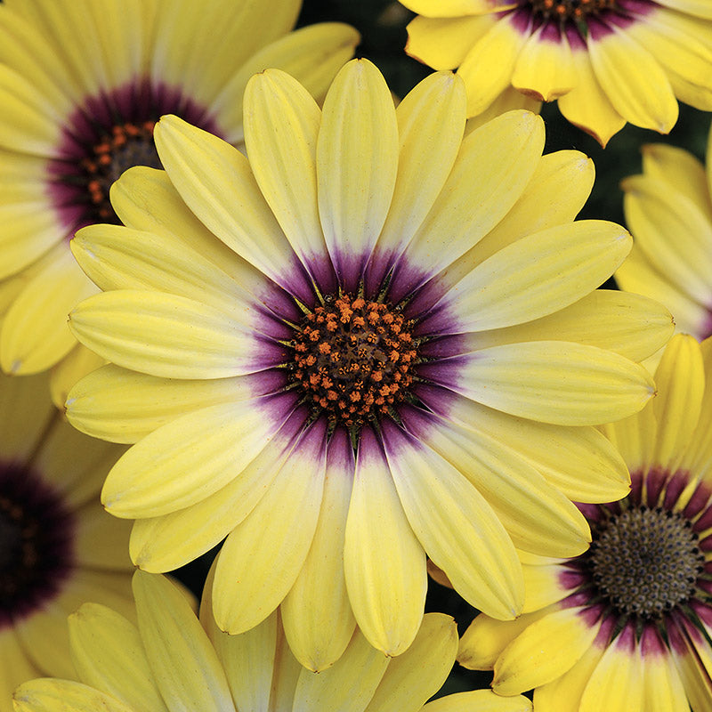 1L Osteospermum  (Spring, Summer)