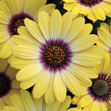 1L Osteospermum  (Spring, Summer)