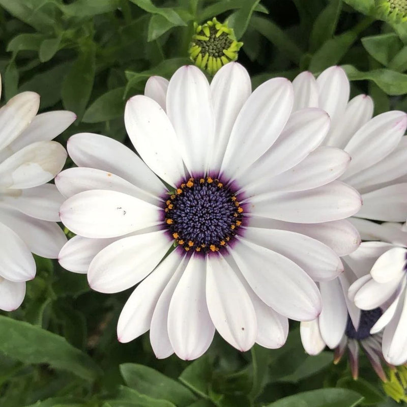 1L Osteospermum  (Spring, Summer)