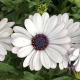 1L Osteospermum  (Spring, Summer)