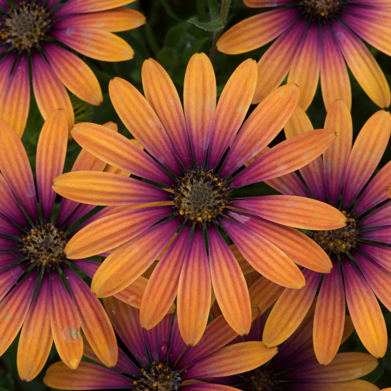 1L Osteospermum  (Spring, Summer)