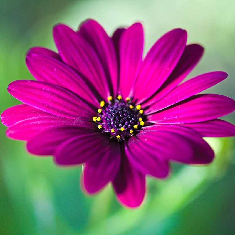 1L Osteospermum  (Spring, Summer)