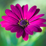 1L Osteospermum  (Spring, Summer)