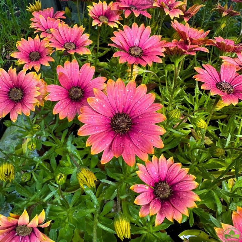 1L Osteospermum  (Spring, Summer)