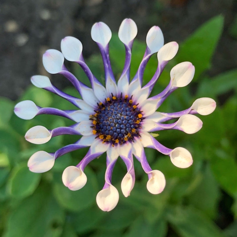 1L Osteospermum  (Spring, Summer)