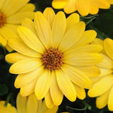 1L Osteospermum  (Spring, Summer)