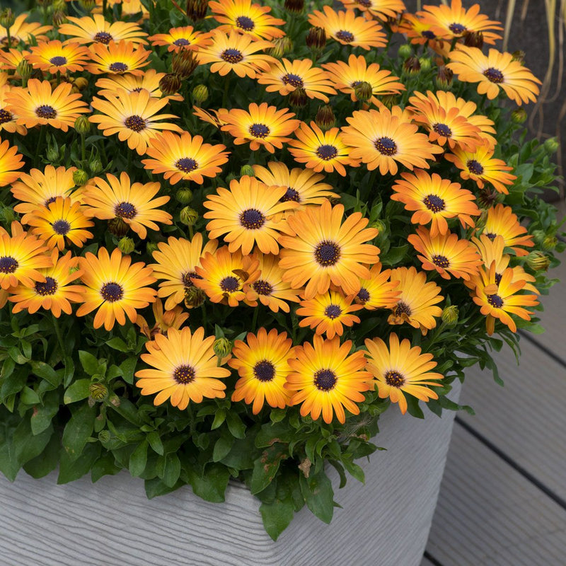 1L Osteospermum  (Spring, Summer)