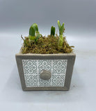 *Deal of The Week* Mystery Planter