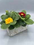 *Deal of The Week* Mystery Planter