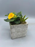 *Deal of The Week* Mystery Planter