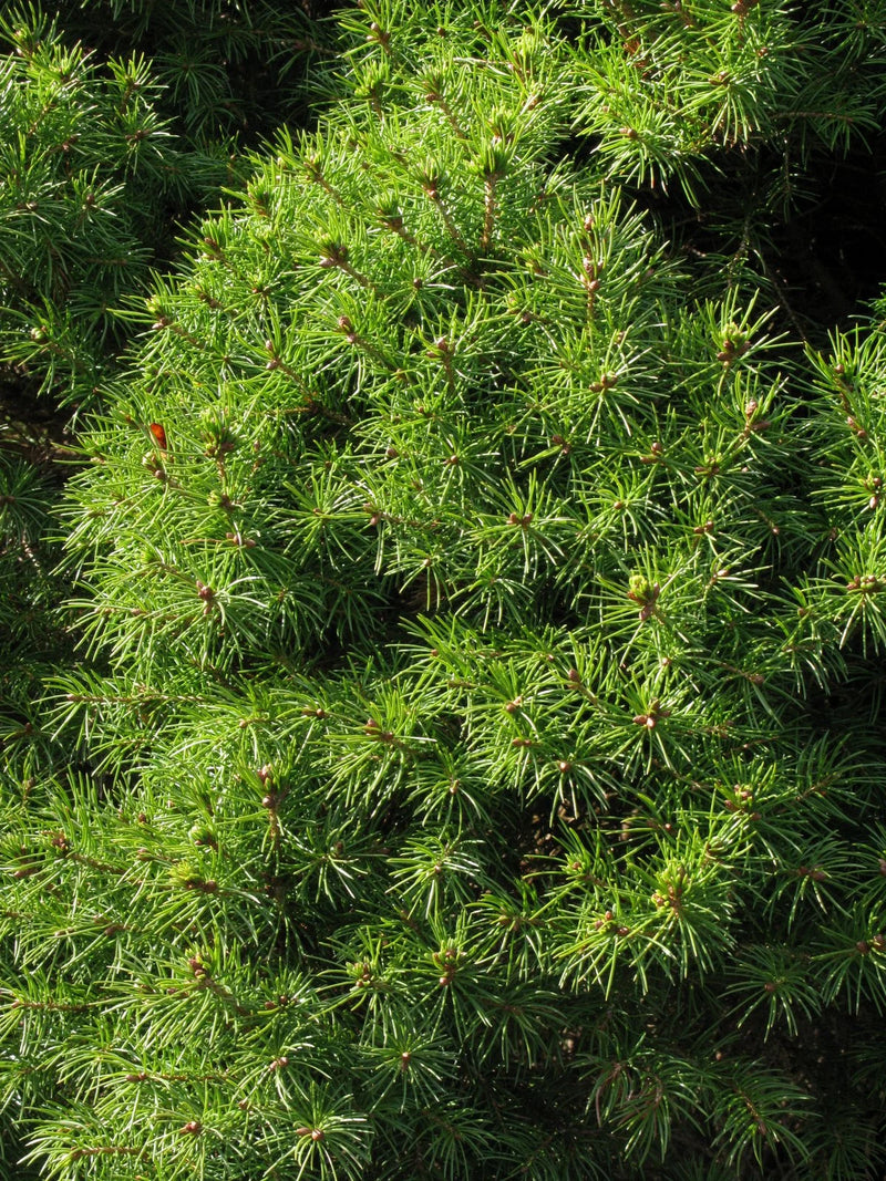 Picea Conica Glauca (Foliage, Perennial, Summer, Autumn)