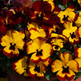 25cm Hanging Pot with Trailing Pansy Coolwave (Summer, Autumn, Spring)