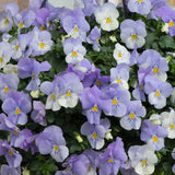 25cm Hanging Pot with Trailing Pansy Coolwave (Summer, Autumn, Spring)