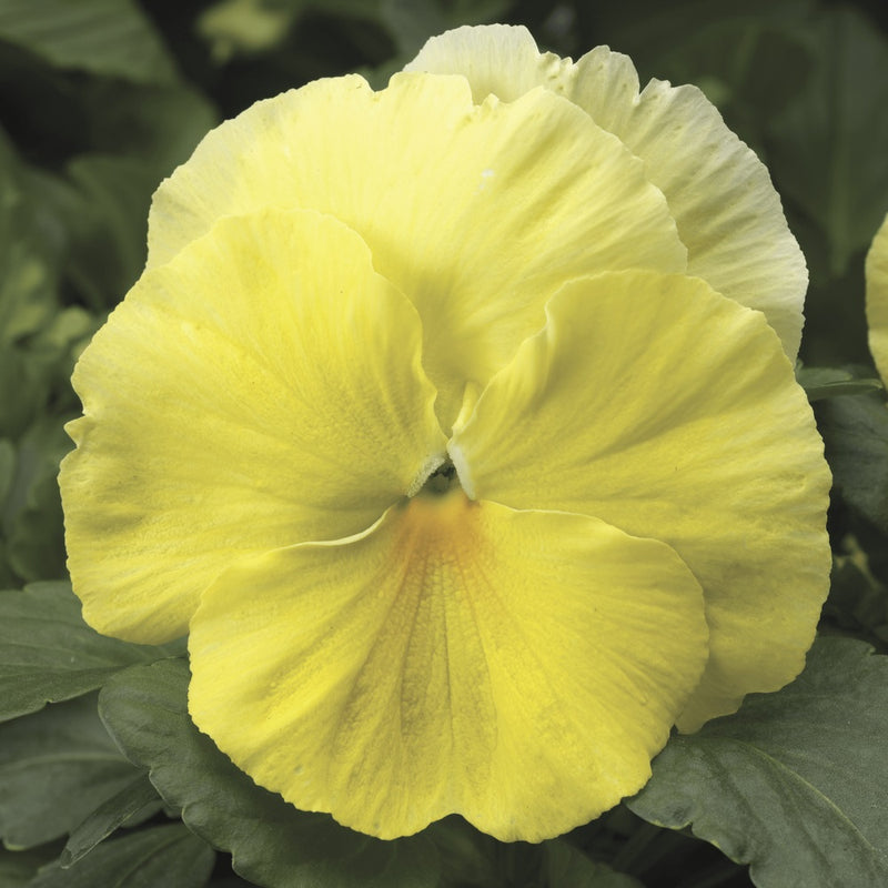 25cm Hanging Pot with Trailing Pansy Coolwave (Summer, Autumn, Spring)