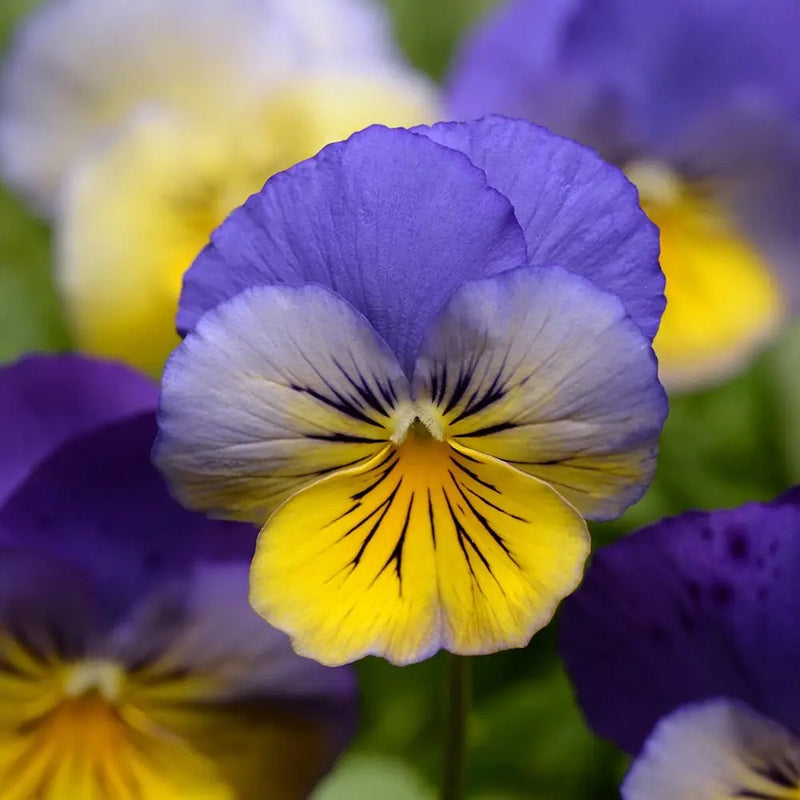 25cm Hanging Pot with Trailing Pansy Coolwave (Summer, Autumn, Spring)