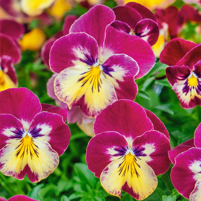 25cm Hanging Pot with Trailing Pansy Coolwave (Summer, Autumn, Spring)