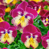 25cm Hanging Pot with Trailing Pansy Coolwave (Summer, Autumn, Spring)