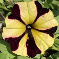 1L Petunia  (Spring, Summer)