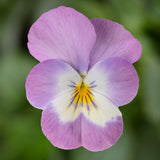 1L Viola Tray of 3 Pots (summer, autumn, spring)
