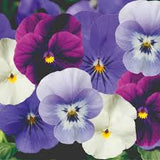1L Viola Tray of 3 Pots (summer, autumn, spring)