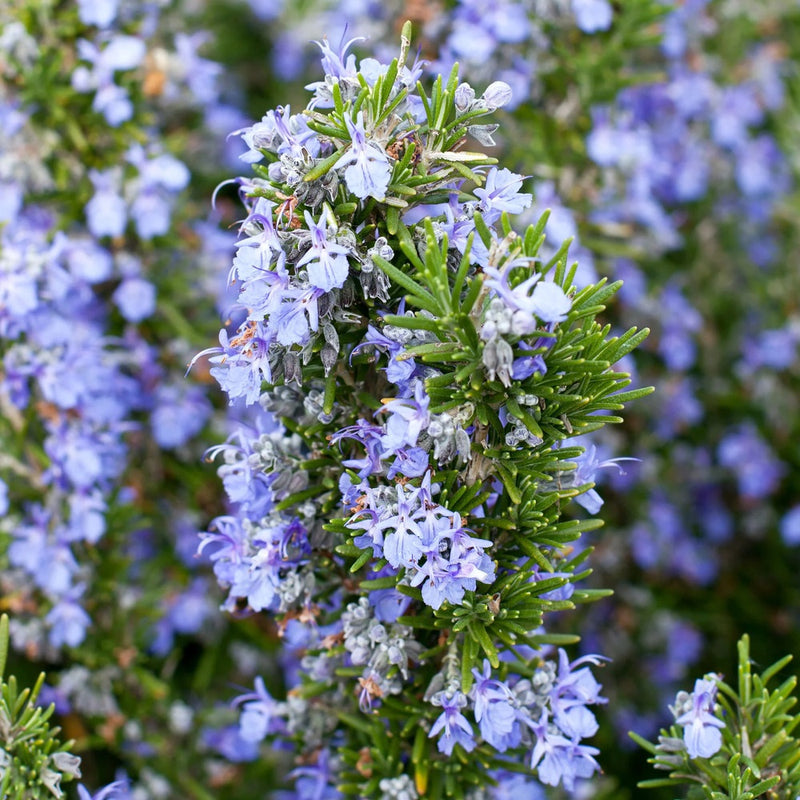 Rosemary Upright (Perennial, Summer, Autumn, Spring, Foliage)