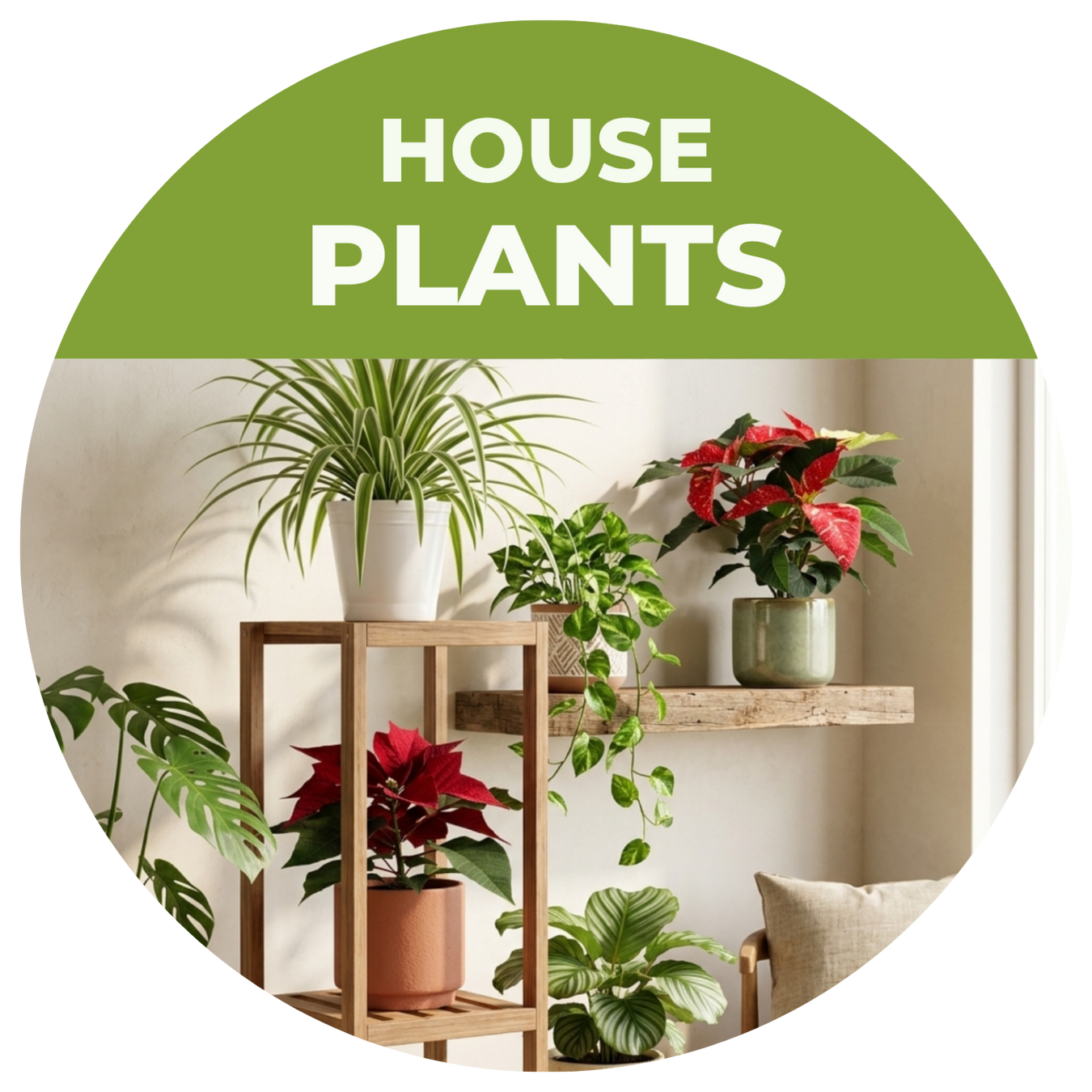 Ferns & Houseplants