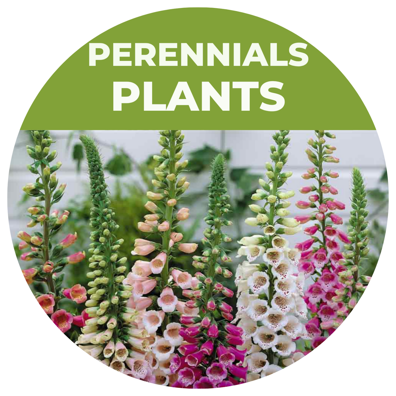 Perennials
