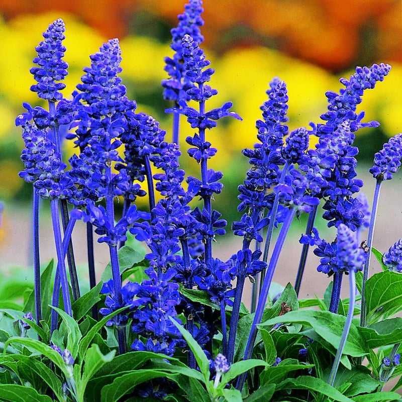 1L Salvia Victoria Blue (Summer)
