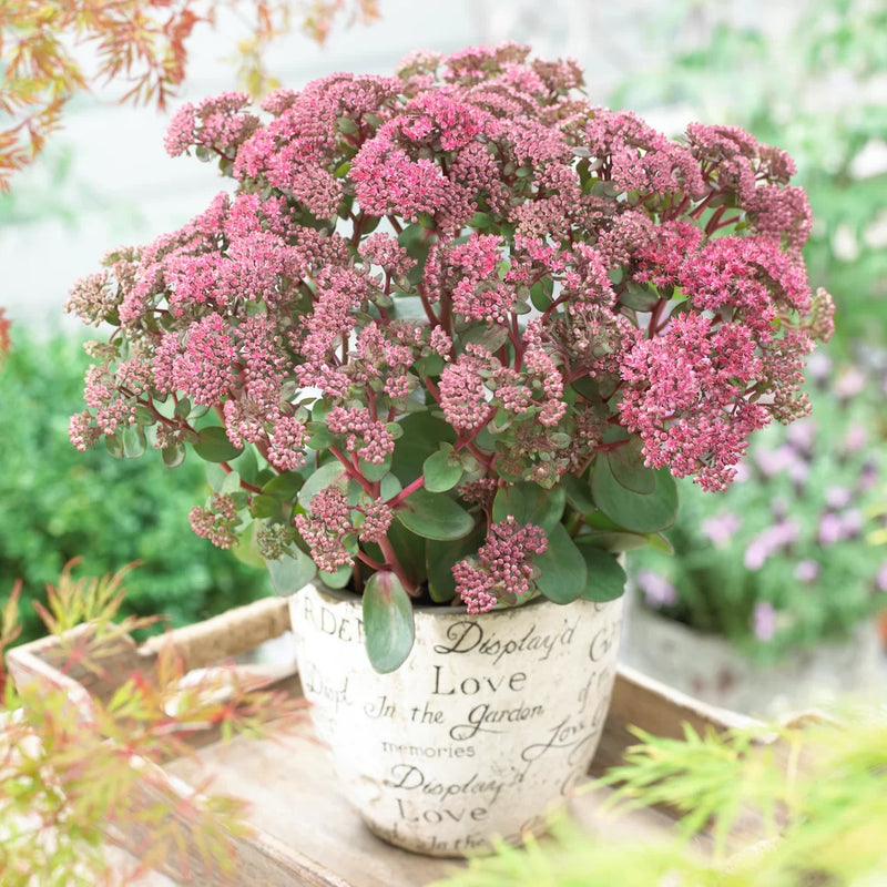 Sedum Seduction Rose Charm (Perennial, Summer, Autumn, Spring, Foliage)