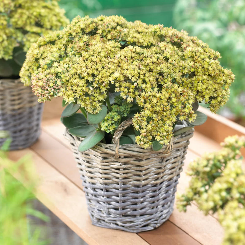 Sedum Seduction Yellow Delicat (Perennial, Summer, Autumn, Spring, Foliage)