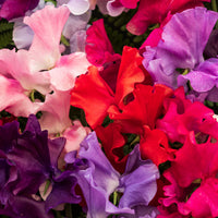 Sweet Pea Wigwam (Spring, Summer) *LONDON & SOUTH EAST DELIVERY ONLY*