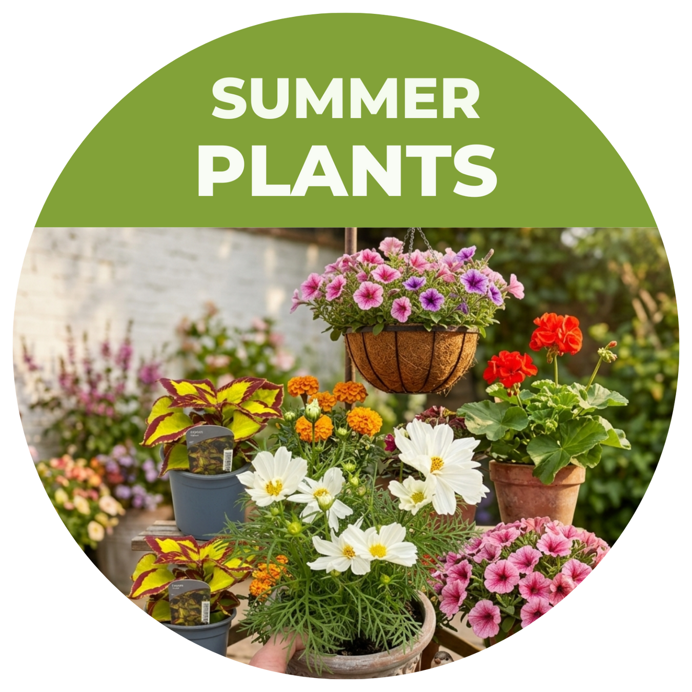 Summer Plants
